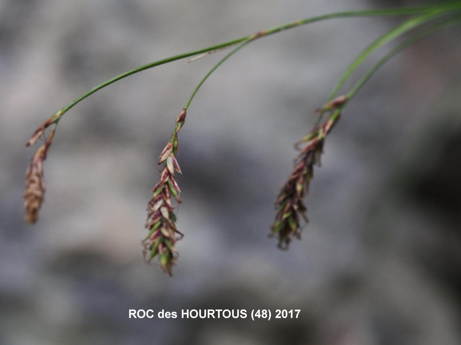 Sedge, Short-spiked